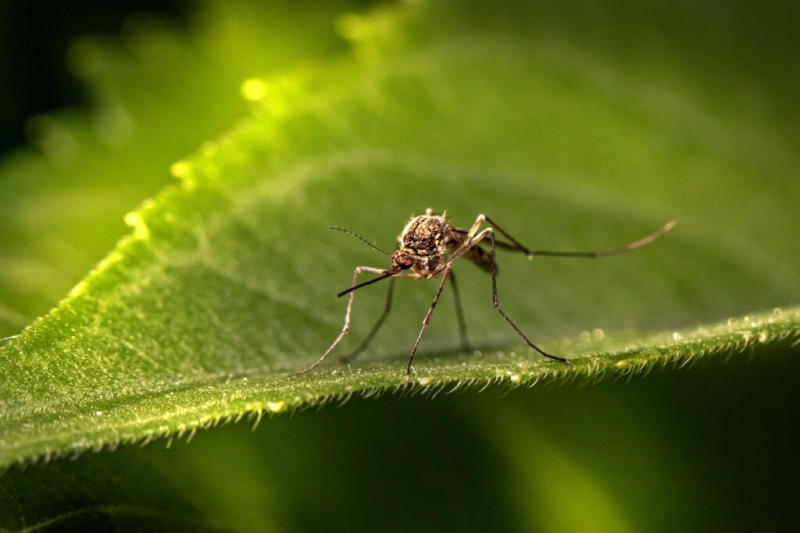 В России выявили 47 новых вирусов у комаров