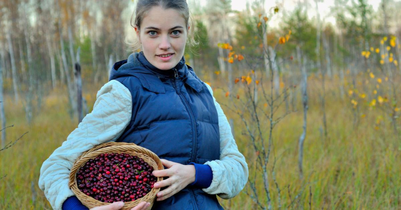 Вот почему в доме всегда должна быть клюква — результаты исследования