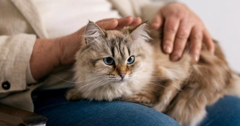 А на тигра тоже действует? Почему кошки откликаются на «кис-кис»