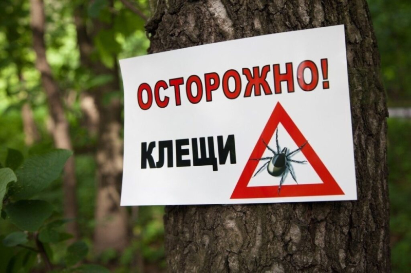 Клещи: что нужно знать, и чем они опасны